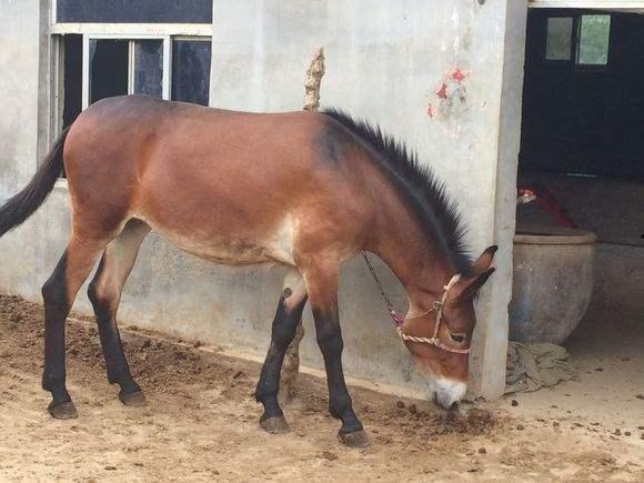 吃瓜骡子,网络红人的崛起与影响力